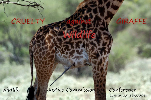 Cruelty against Masai Giraffe